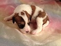 Cavachon Puppies for sale In Iowa August 2012|Female Teddy bear